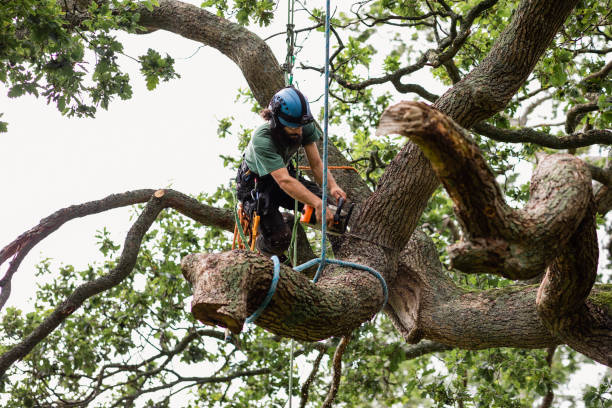 Best Emergency Tree Removal  in Advance, MO