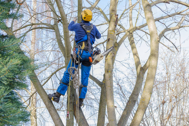 How Our Tree Care Process Works  in  Advance, MO